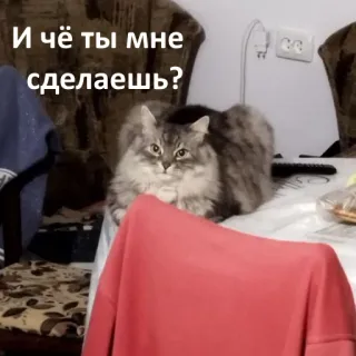 👅 И чё ты мне сделаешь? cat, meme, russian, funny, question telegram sticker
