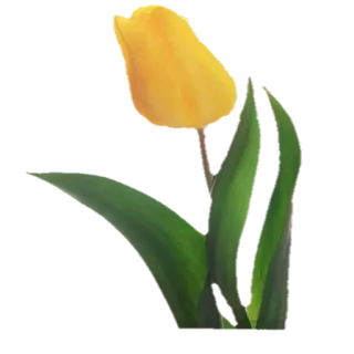 🌼 gelb, Blume, Tulpe, Frühling, Pflanze, Natur telegram sticker