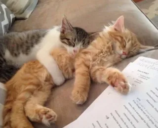 ❤ gatos, gatitos, durmiendo, animales, mascotas telegram sticker
