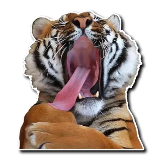 😚 tiger, animal, mammal, cat, big cat, yawning, wildlife, sticker telegram sticker