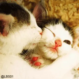 😘 @LBS01 cats, kittens, cuddle, cute, animals, affection, love whatsapp sticker