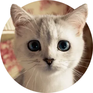 😐 cat, animal, pet, cute, white cat, kitten telegram sticker