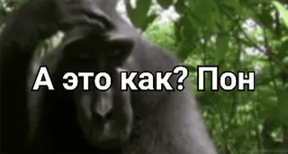 😳 А это как? Пон scimmia, primati antropomorfi, testo russo, divertente telegram sticker
