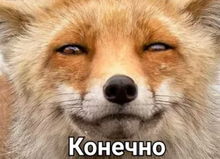 😌 Конечно raposa, meme, engraçado, animal, sorrindo telegram sticker
