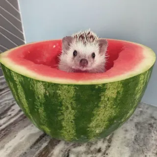 🦔 riccio, anguria, animale, carino, animale domestico, estate whatsapp sticker