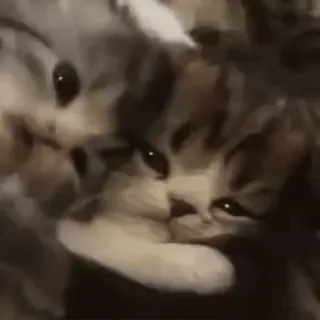 🥺 고양이, 새끼 고양이, 귀여운, 동물, 애완 동물 telegram sticker