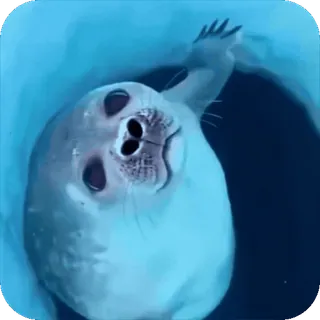🧐 foca, animal, fofo, mamífero, mar, nadando whatsapp sticker