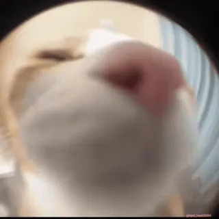 🤤 猫, 特写, 宠物, 动物, 搞笑 whatsapp sticker