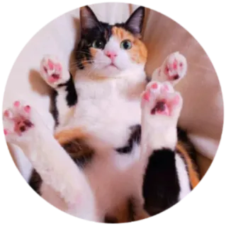 🐾 кот, трехцветная кошка, питомец, животное, милый, лапы telegram sticker