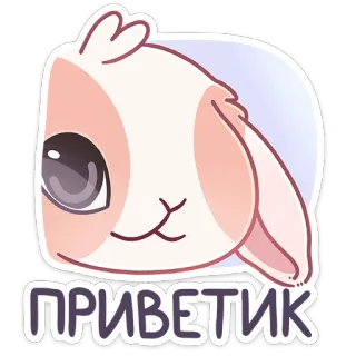 👋 ПРИВЕТИК coelho, fofo, animal, saudação, coelhinho, olá whatsapp sticker