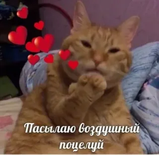 😘 Пасылаю воздушный поцелуй kot, pocałunek, miłość, serca, słodki whatsapp sticker
