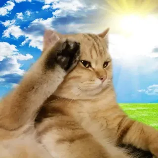 🫡 kot, zwierzę, zwierzak, mem, śmieszne, humor telegram sticker
