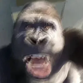 🤬 gorilla, animale, scimmia, mammifero, fauna selvatica whatsapp sticker