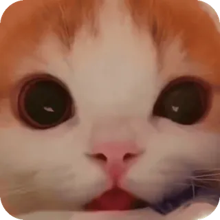 👀 telegram sticker