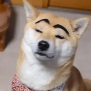 🤨 chien, shiba inu, drôle, sourcils, animal de compagnie, animal telegram sticker