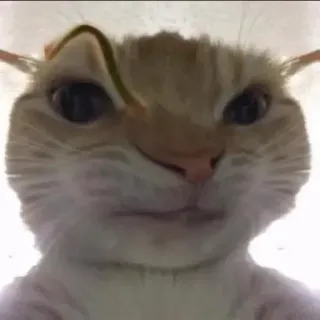 🤨 cat, animal, meme, funny, close-up telegram sticker