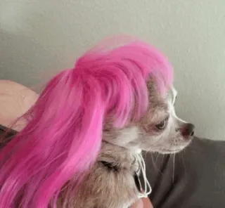 🧃 dog, chihuahua, pink hair, wig, pet, animal, cute whatsapp sticker