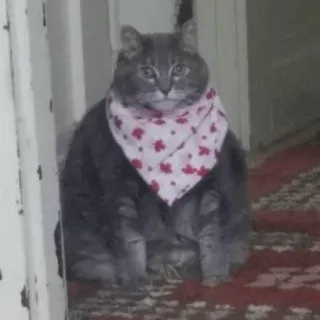 😶 cat, pet, animal, bandana telegram sticker