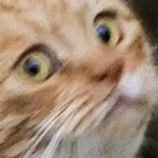 😨 Katze, lustig, Meme, Tier, Haustier telegram sticker