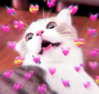🍓 gato, corazones, amor, meme, lindo, animal telegram sticker