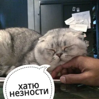 🙄 ХАТЮ НЕЖНОСТИ gatto, animale domestico, animale, tenerezza, testo russo, desiderio, citazione whatsapp sticker