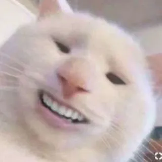 😬 cat, animal, meme, funny, pet, white cat, teeth telegram sticker