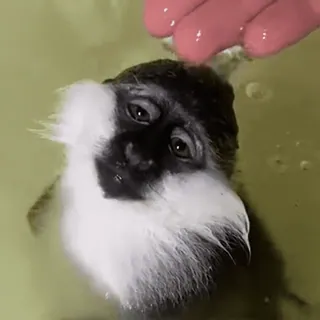💦 monkey, animal, portrait, cute, water, mammal whatsapp sticker