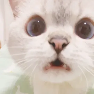 😧 cat, cute, animal, pet, kitten, funny, meme whatsapp sticker