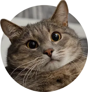 😐 cat, pet, animal, mammal, feline, domestic cat, cute, gray cat telegram sticker