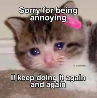 🥺 Sorry for being annoying
II keep doing it again and again кот, котенок, раздражающий, мем, грустный, юмор whatsapp sticker