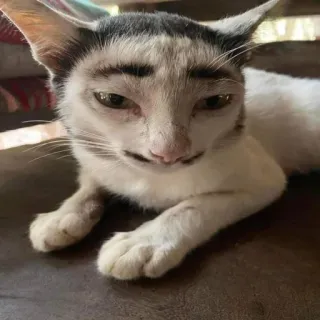 😎 cat, animal, funny, meme, eyebrows, pet whatsapp sticker