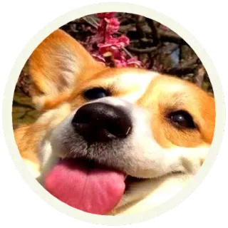 😀 собака, корги, питомец, животное, милый, язык whatsapp sticker