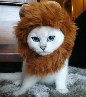 🌝 gato, leão, animal, animal de estimação, gatinho, fofo, felino, peludo whatsapp sticker