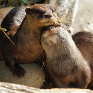 🦦 nutria, animales, fauna, lindo, mamíferos, naturaleza telegram sticker