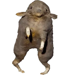 👹 taxidermie, animal, créature, étrange, bizarre, curieux whatsapp sticker