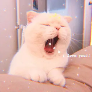 🐈 a
a
h
i love you!! kucing, menguap, lucu, hewan, hewan peliharaan, anak kucing, hewan peliharaan, cinta telegram sticker