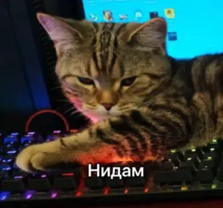😑 Нидам gato, teclado, mascota, animal telegram sticker