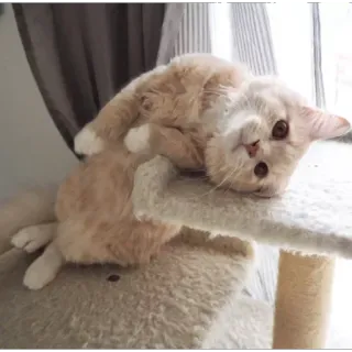 🙁 gato, animal de estimação, gatinho, fofo, animal, felino telegram sticker