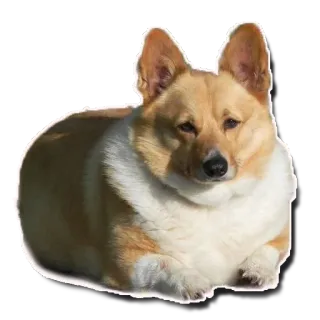 tolstaya_sobaka telegram stickers