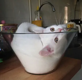 🙃 gato, gato blanco, tazón, tazón de vidrio, animal, lindo, mascota telegram sticker
