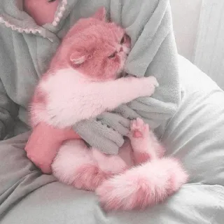 ☁️ cat, kitten, pink, pet, animal, cute, sleeping, cuddle telegram sticker