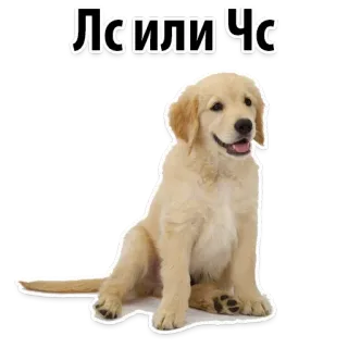 😡 Лс или Чс dog, golden retriever, pet, animal, cute telegram sticker