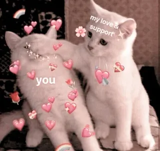 🐈 my love & support you katzen, liebe, unterstützung, süß, kätzchen, herzen whatsapp sticker