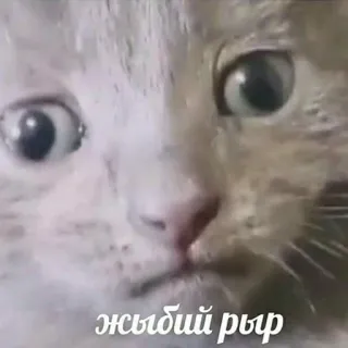 🐶 ЖЫЫЙ РЫР gato, meme, engraçado, russo telegram sticker