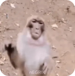🌟 macaco, animal, natureza telegram sticker