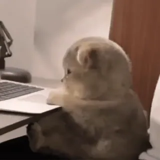 🐾 gato, gatinho, laptop, computador, animal, fofo, trabalhando, digitando telegram sticker