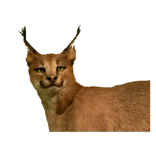 taxiderm telegram stickers