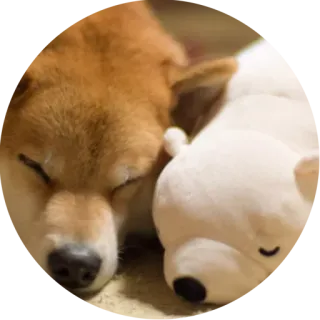 👫 犬, 柴犬, 睡眠, ぬいぐるみ, かわいい, 動物 telegram sticker