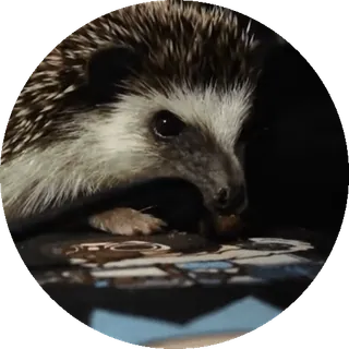 🌟 nhím, động vật, dễ thương, thú cưng, động vật có vú, động vật hoang dã telegram sticker