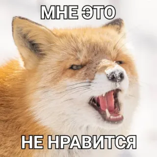 😠 МНЕ ЭТО
НЕ НРАВИТСЯ raposa, bravo, não gosto, meme, russo telegram sticker
